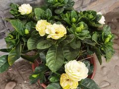 -梨木台悦来客农家院