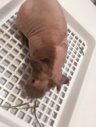 -Moni星球萌宠·小马宝莉·灵蛇·高端高阶全萌宠互动体验俱乐部(红豆国际广场店)