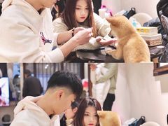 -逗柴咖啡屋·狗咖猫咖宠物桌游