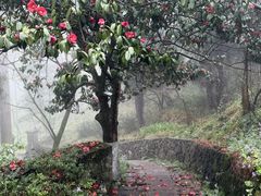 -莫干山风景区