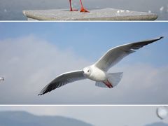 -海埂大坝