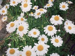 -上海植物园-4号门售票处