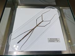 -上海昆虫博物馆