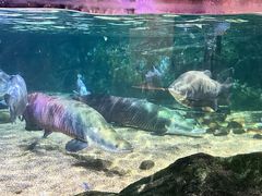 -暹罗海洋世界