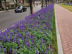 -广州市越秀区育才实验学校