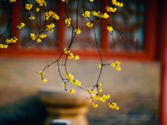 -西安大兴善寺