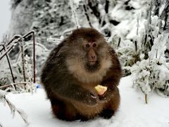 -峨嵋山金顶