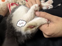 -御宝贝·A梦猫科宠物医院(国际猫友好医院)
