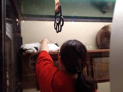 -猫咪博物馆(顶澳仔猫街店)