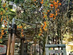 -东莞市大岭山森林公园
