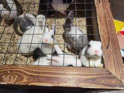 -酷嗒动物文化乐园(cutezoo西溪乐天城店)