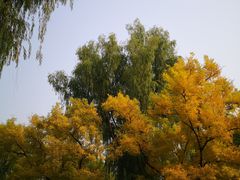 -莲花池公园
