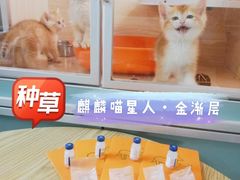-十年猫舍·猫咪专门店(普陀店)