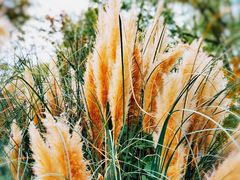 -泗洪洪泽湖湿地景区