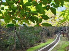 -青龙山国家森林公园