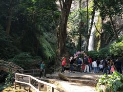 -莫里热带雨林景区