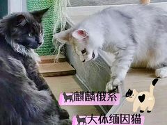 -十年猫舍·猫咪专门店(普陀店)