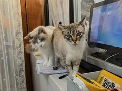 -共舞时光猫咖·狗咖(新街口店)