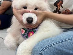 -星多哈·狗咖·拼豆·咖啡