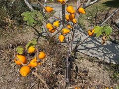 -优游吧斯邹族文化部落