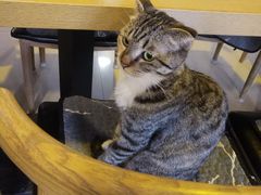 -平行世界·猫咖(首经贸店)