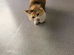 -瑞派宠物医院·犬猫全科·猫友好(宾水西道店)