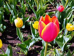 -长春公园(普阳街道)