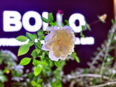 -BOLLO意大利餐厅(龙山万物工场店)
