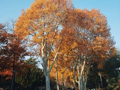 -泰州凤城河风景区-泰山公园
