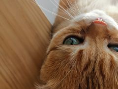-猫腻·猫咖·撸猫馆(星光大道店)