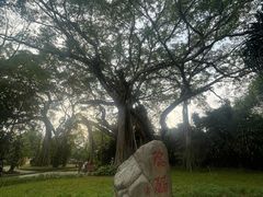 -瑞丽独树成林风景区