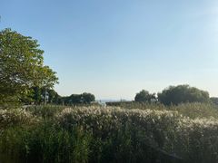 -贡湖湾湿地公园