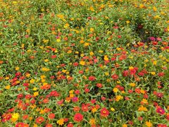 -洋湖国家湿地公园