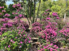 -梧桐山风景名胜区