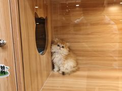 -猫十亿·布偶金渐层·曼基康矮脚猫舍(青年路店)