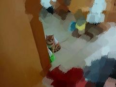 -立德动物医院·重症转诊·24H夜诊·CT·心脏彩超(顺德中心分院)