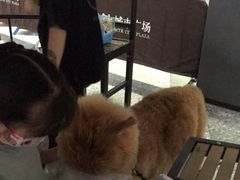 -1013 PET SHOP 宠物商店(近铁城市广场店)