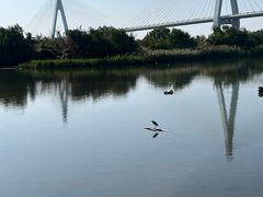 -芒洲湿地公园