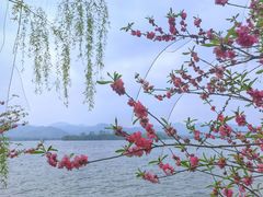 -柳莺湖上·湖景餐厅·江南菜(西湖店)