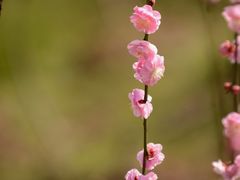 -新建村梅花