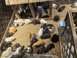 -酷嗒动物文化乐园(cutezoo西溪乐天城店)