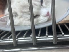 -中农大我爱我爱24h动物医院·中医针灸·猫专科·骨科医疗中心(双井店)
