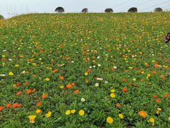 -紫颐香薰山谷景区