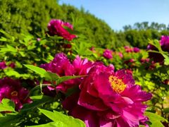 -洛阳郁金香牡丹园