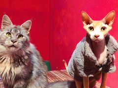 -猫色咖啡·猫咖