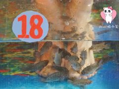 -泰国鱼疗足疗馆