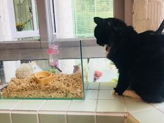 -有猫主题·治愈系猫咖(曾厝垵店)