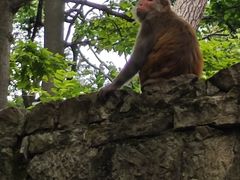 -黔灵山公园