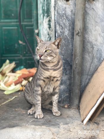 他放弃了… 巴铁，你究竟铁在哪里？路边买了份烤玉米粒