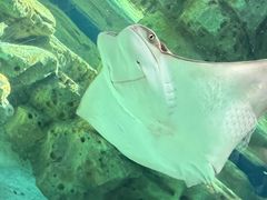-珠海长隆海洋王国